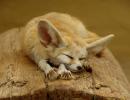 Самые красивые в мире лисицы (20 фото) Рисунок лисы прикольные