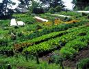 Органические фермы: от науки к практике Особенности экологической составляющей